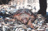 TurtleBycatch